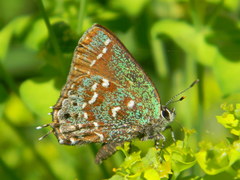 Callophrys hesseli