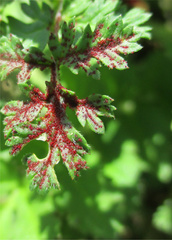 Synchytrium papillatum