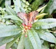 Anartia