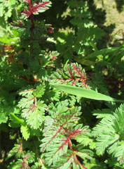 Synchytrium papillatum