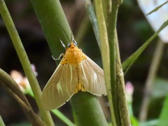 Asota producta