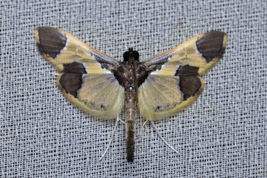 Syllepis hortalis