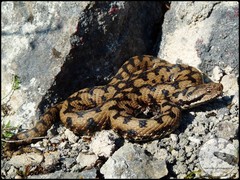 Vipera aspis aspis