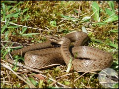 Coronella austriaca austriaca