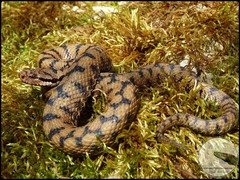 Vipera aspis aspis