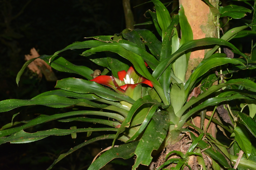 Nidularium longiflorum