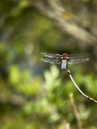 Broad-bodied Chaser