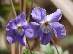Viola grypoceras