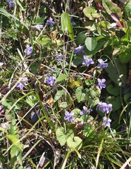 Viola grypoceras