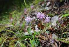 Heloniopsis orientalis