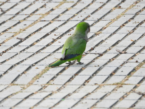 Cotorra argentina (Myiopsitta monachus)