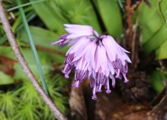 Heloniopsis orientalis