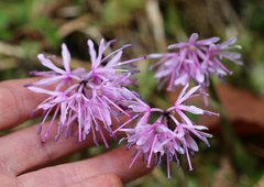 Heloniopsis orientalis