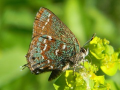Callophrys hesseli