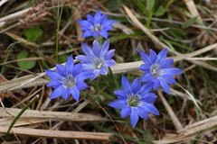 Gentiana thunbergii thunbergii
