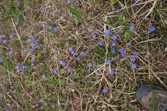 Gentiana thunbergii thunbergii