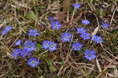 Gentiana thunbergii thunbergii