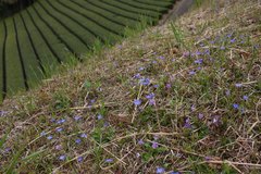 Gentiana thunbergii thunbergii