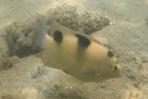 Dischistodus perspicillatus