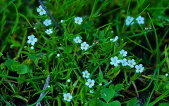 Plagiobothrys bracteatus