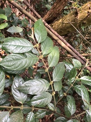 Lasianthus formosensis