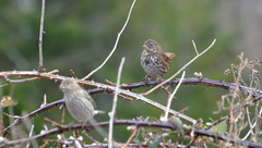 Passerella iliaca unalaschcensis