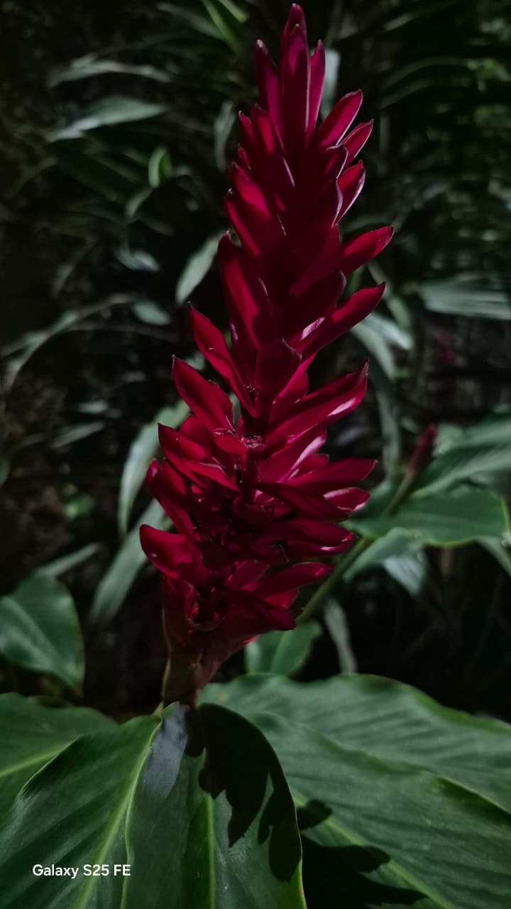 Alpinia purpurata