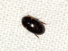 Enochrus ochraceus