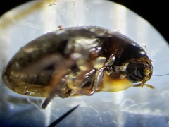 Enochrus ochraceus