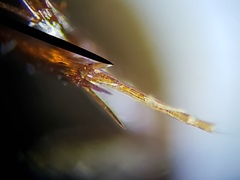 Enochrus ochraceus