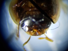 Enochrus ochraceus