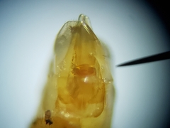 Enochrus ochraceus