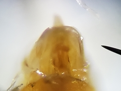 Enochrus ochraceus