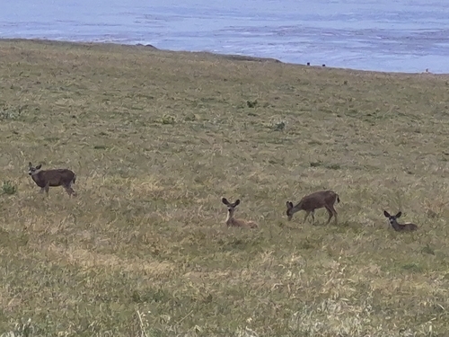 iNaturalist observation photo of Mule Deer