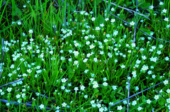 Plagiobothrys bracteatus