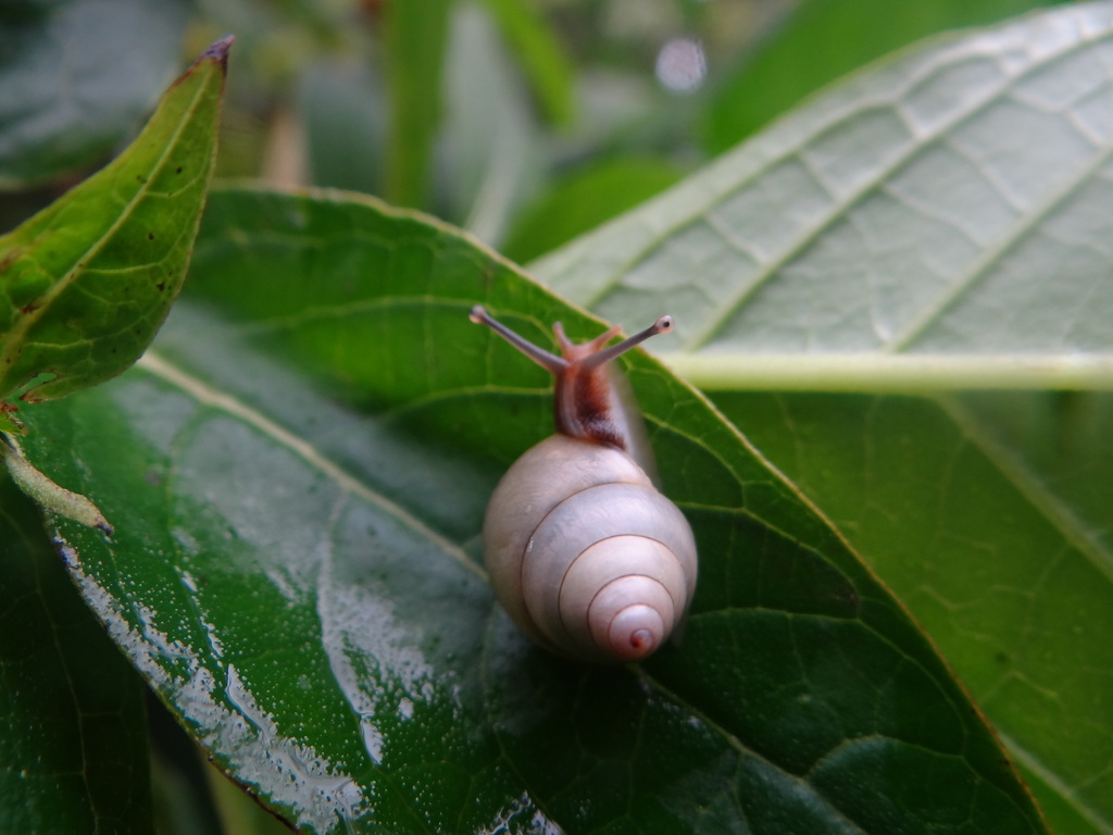 Satsuma huberi