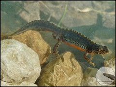 Ichthyosaura alpestris alpestris