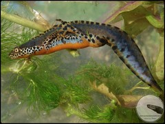 Ichthyosaura alpestris alpestris