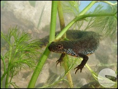 Ichthyosaura alpestris alpestris