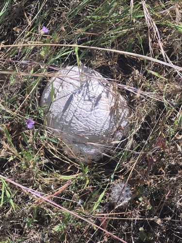 iNaturalist observation photo of Western Giant Puffball
