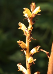 Orobanche pallidiflora