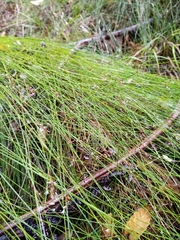 Netrostylis capillaris