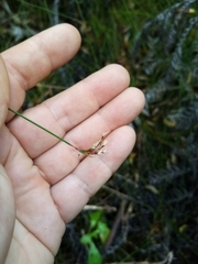 Netrostylis capillaris