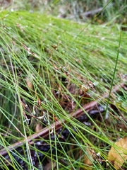 Netrostylis capillaris