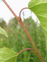Betula × aurata