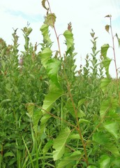 Betula × aurata