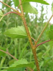 Betula × aurata
