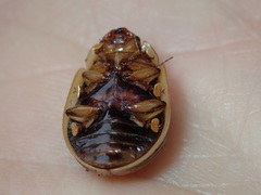 Paropsisterna intacta