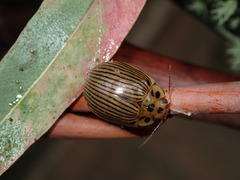 Paropsisterna intacta