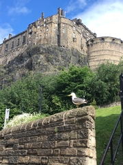 Larus fuscus